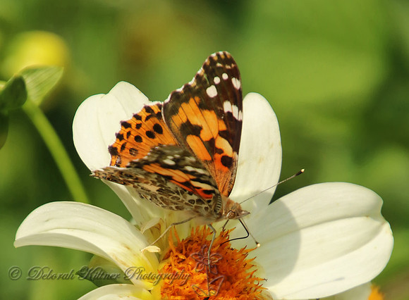 Painted Lady on Dahlia