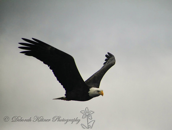 Eagle 1