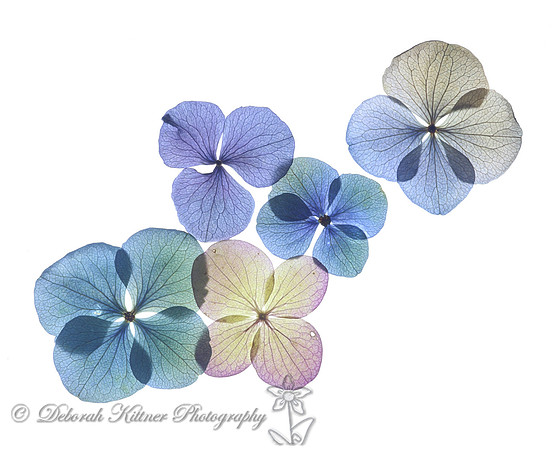 Colorful Hydrangea