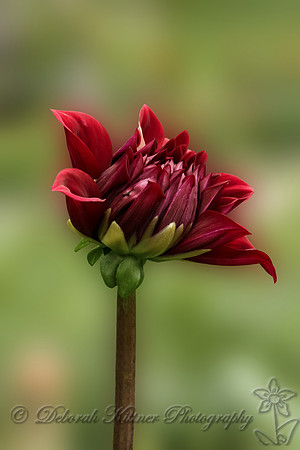 Budding Dahlia
