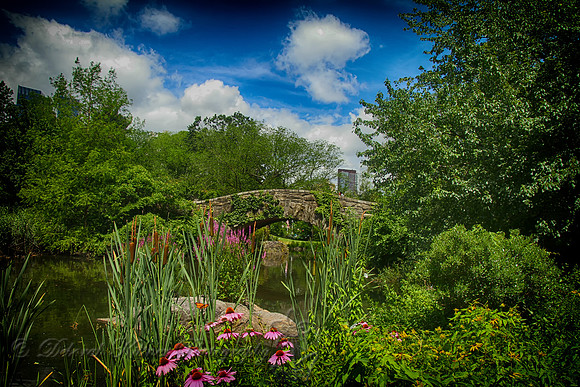 The Pond at Central Park