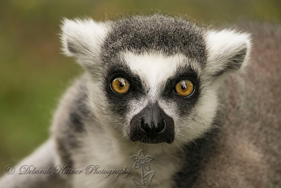 Lemur