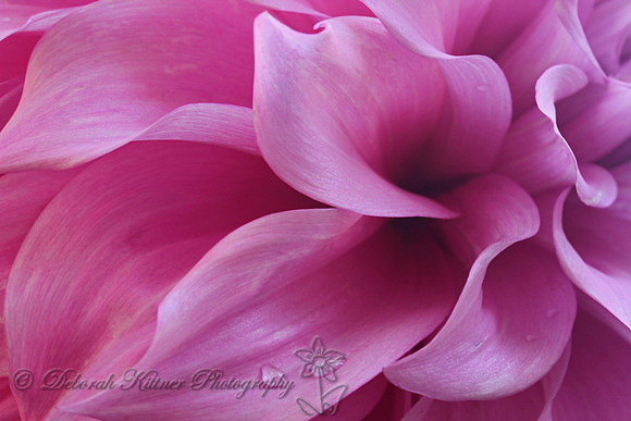 Pink Dahlia