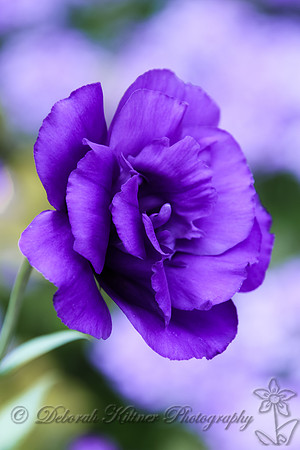 Lisianthus 2