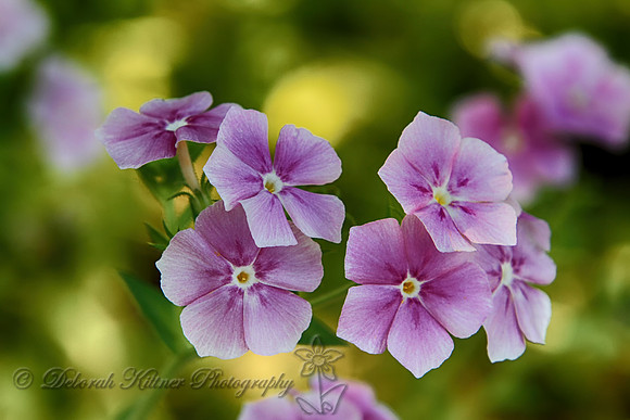 Phlox