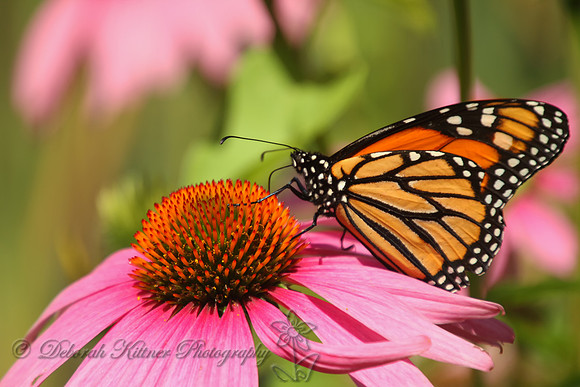 Butterfly and Coneflower
