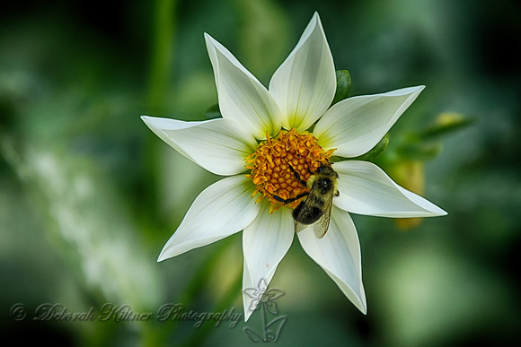White Dahlia with a Bee