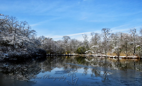 Winter Reflection