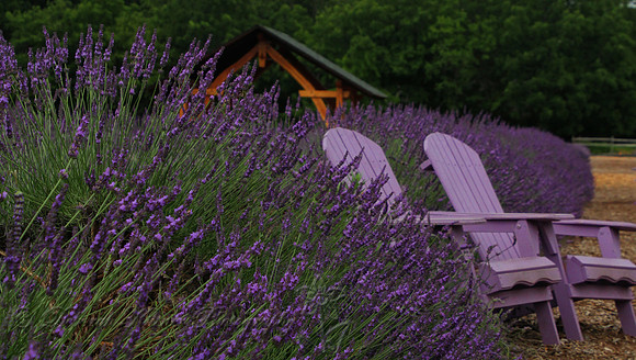 Lavender Field