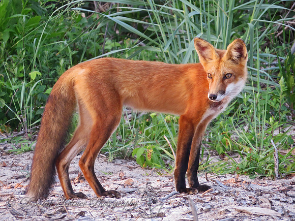 Red Fox 2