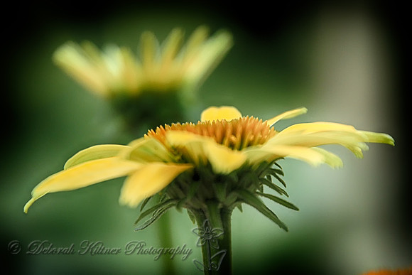 Yellow Coneflower