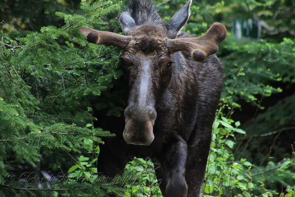 Moose