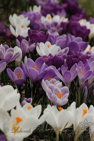 Crocus