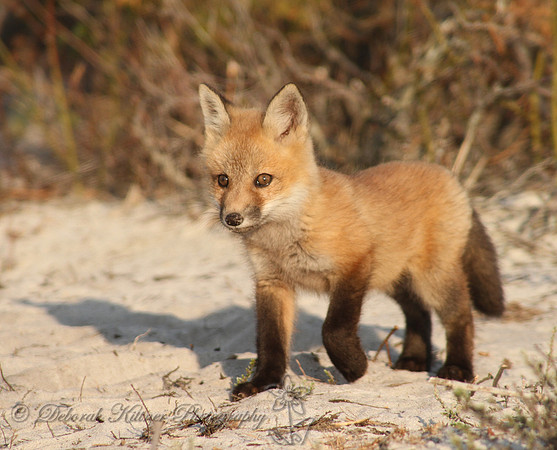Fox Kit on the Beach