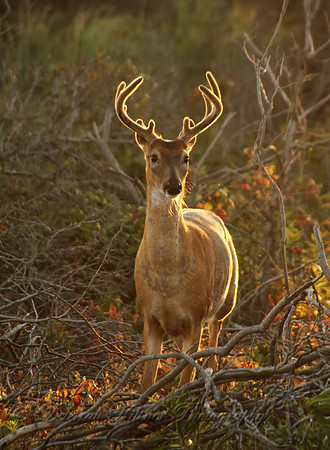 Buck