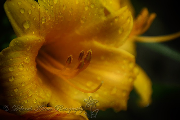 Daylily Raindrops