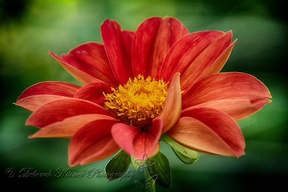 Orange Dahlia