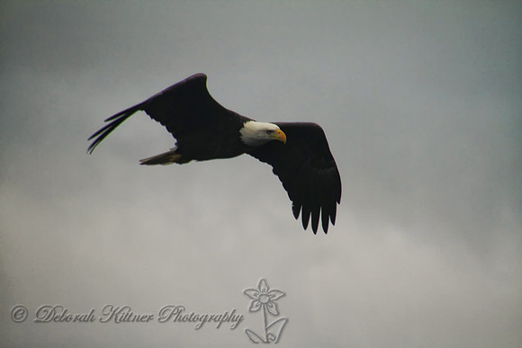 Eagle 2