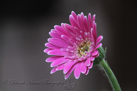 Gerber Daisy