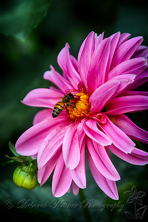 Pink Dahlia with a Bee