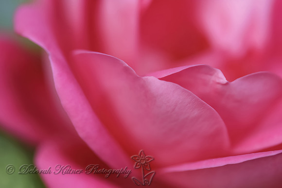 Rose Petals