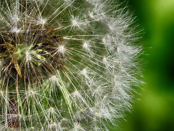 Make A Wish