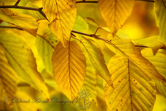 Yellow at Bear Mountain