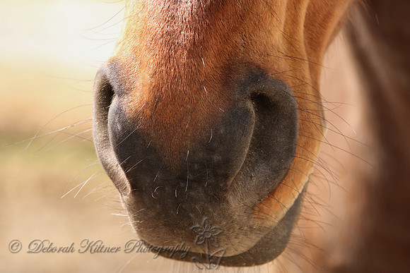 A Nose