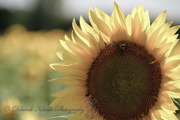 Pastely Sunflower
