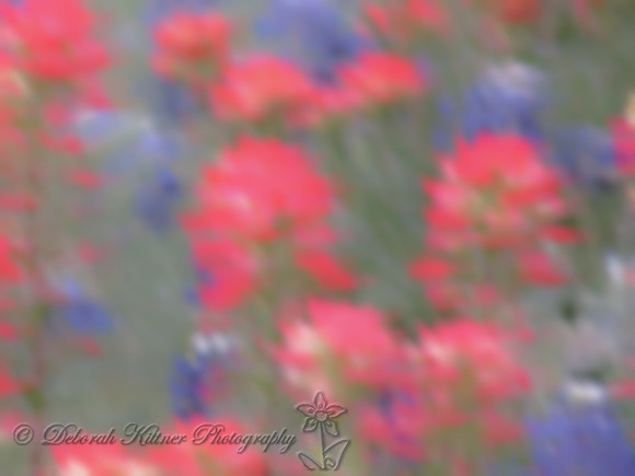Wildflower Blur
