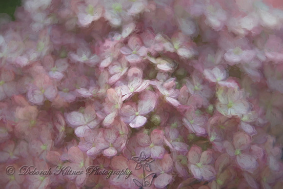 Hydrangea Impression