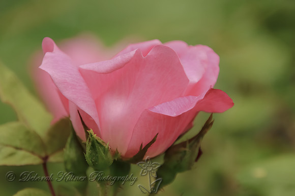 Curled Petals