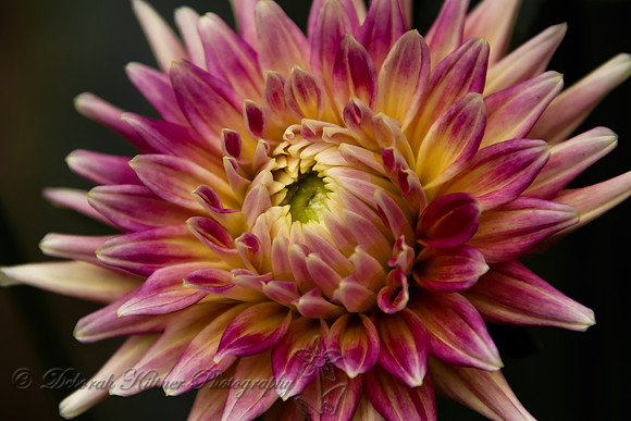Sunburst Dahlia