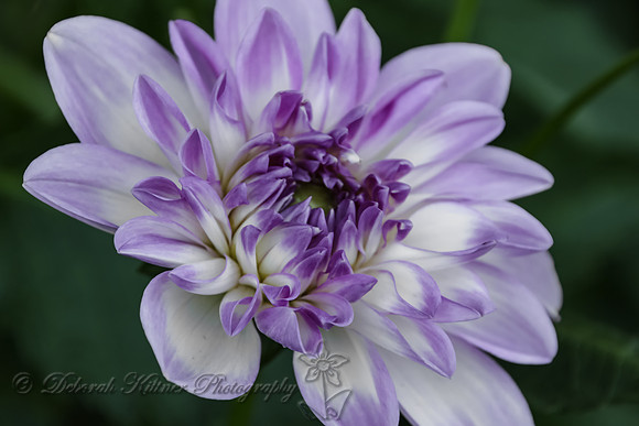 Purple Dahlia