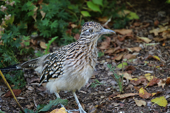 Roadrunner