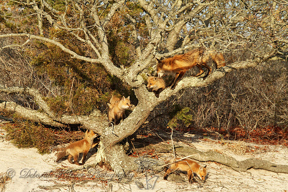 Fox Family Portrait