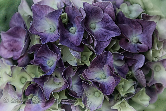 Purple Hydrangea