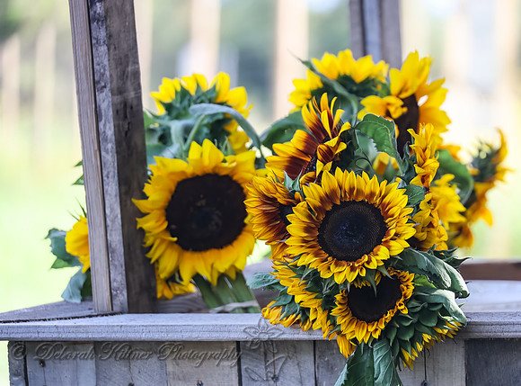 Sunflowers for Sale