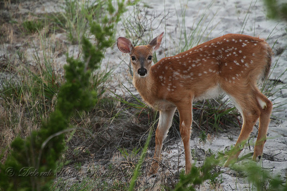 Whitetail Deer Fawn