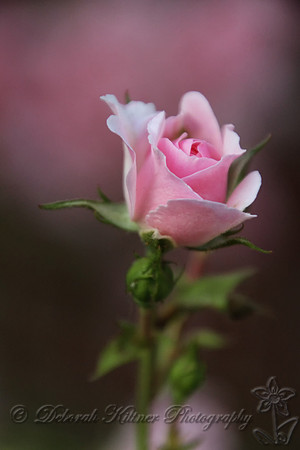 Pink Rosebud