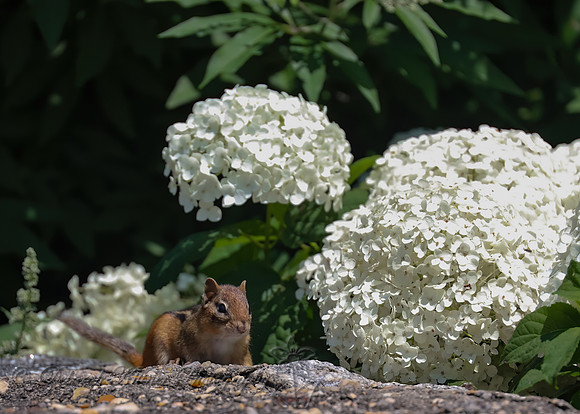 Chip and Hydrangea