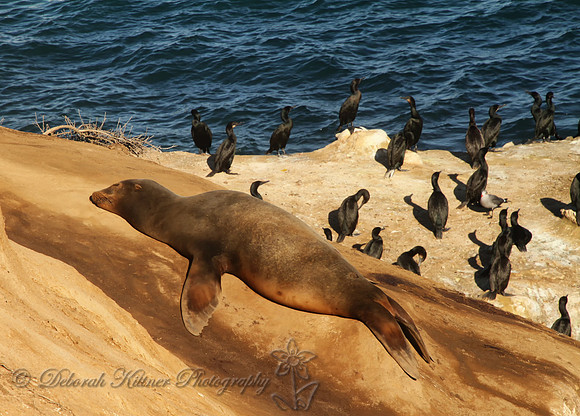 Napping Sea Lion