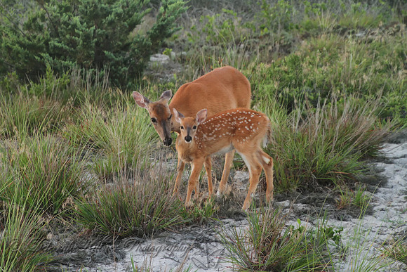 Whitetail Deer Mom and Fawn