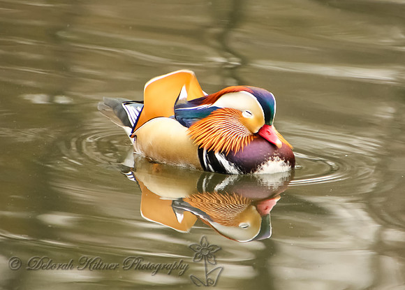 Mandarin's Reflection