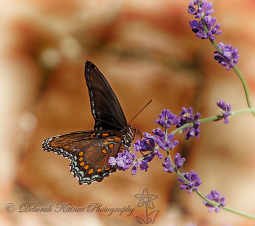 Red-Spotted Purple Admiral
