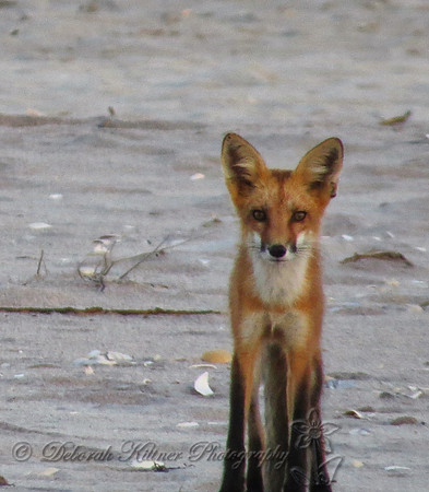 Fox