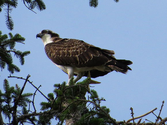 Osprey with Lunch