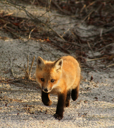 Fox Kit