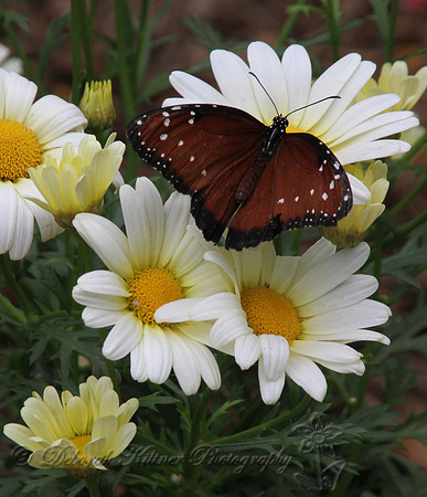 Butterfly and Daisies