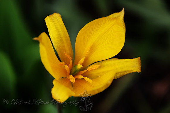 Yellow Flower 2